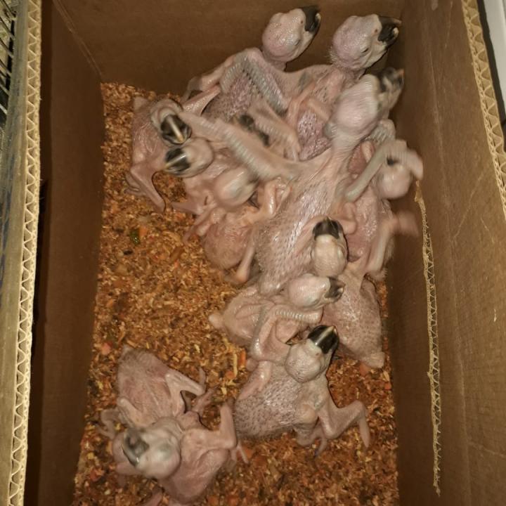 Foto 2 de 6 — PM Ambiental apreende 244 aves nativas e multa infrator em quase R$ 1 milhão